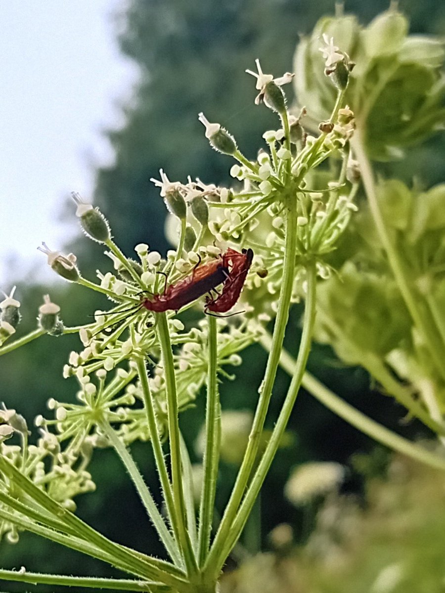 Tom_Darron's tweet image. Some mating soldier beetles just now in the wigan flashes