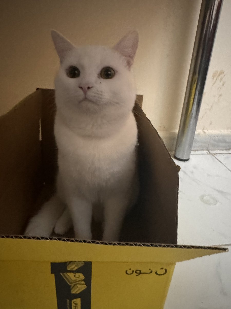 teavidhya's tweet photo. Update on this floof. He isnt a floof anymore. https://t.co/T6Lvkdv9Tt