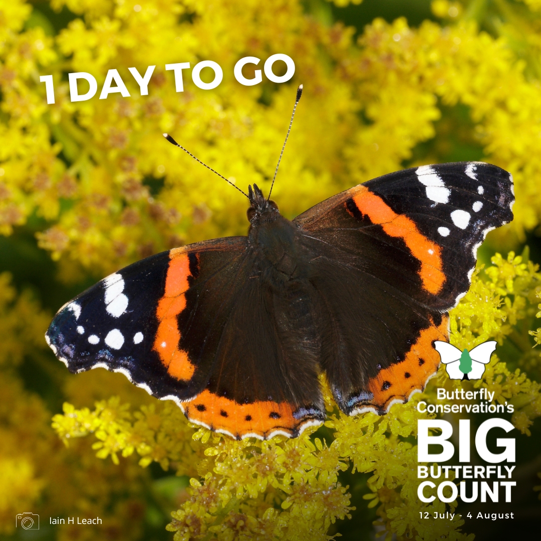The Red Admiral stole the show last year with 248,077 recorded in the #BigButterflyCount!

An increase of 338% on the previous year’s Count and the first time the species, which is increasing in the UK as a result of climate change, has taken the top-spot. 🥇