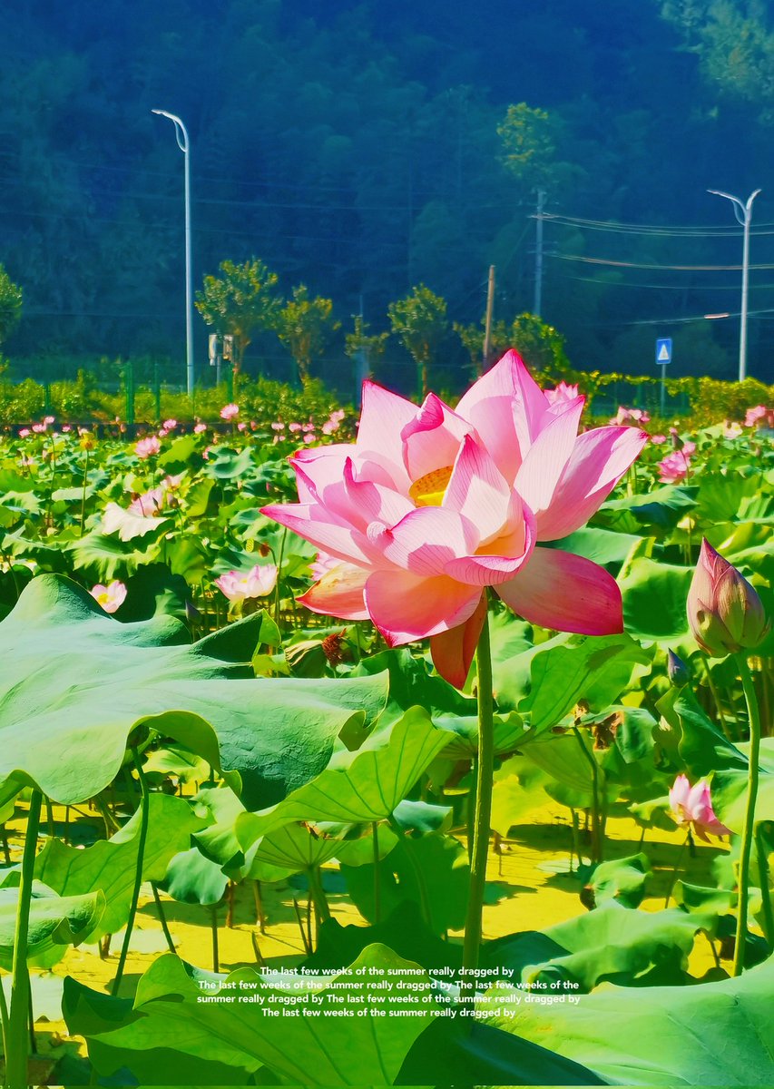 Una__king's tweet photo. 我还记得大明湖畔��那朵荷😜 https://t.co/lLoly7yAvv
