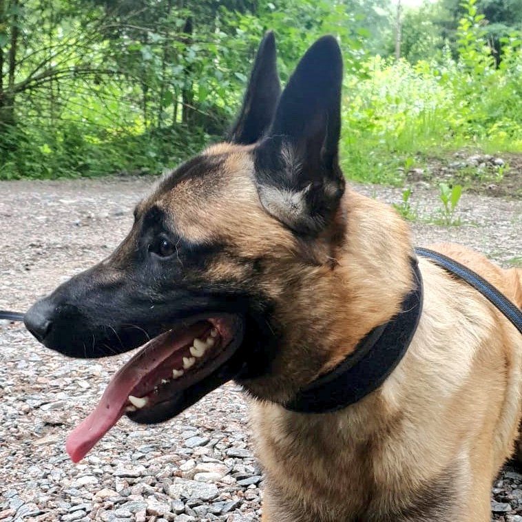 Vasta 11 kk poliisikoira Frodo jäljesti kadonneen 74-v. viimeiseltä havaintopaikalta n. 25 km päässä kotoaan. Joen mutasilmäkkeeseen napaansa myöden juuttunut mies tavoitettiin viime hetkillä. Kiitos havainnoista, vapepa ja häke. #IUPoliisi #poliisikoira <a href="/Vapepa/">Vapepa</a> <a href="/112_Finland/">Hätäkeskuslaitos</a>