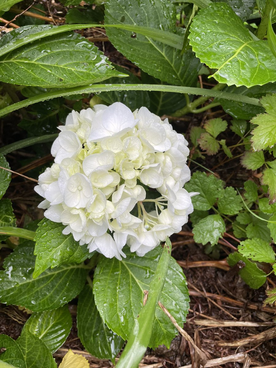 black_garlick's tweet photo. ⛰️今日も山へ⛰️
普通はもう終わりと言われているわらびを結構な量を採りまして。
さらに、ふき、みずも。
みずは東北にしか無い山菜なので、聞いたことが無い方も多いかもしれませんね。
そして今日も新しく山アジサイ2つと出会いました。
他にも色々咲いたり、木の実があったりで楽しく過ごしました。 https://t.co/SuJVDs8YNC