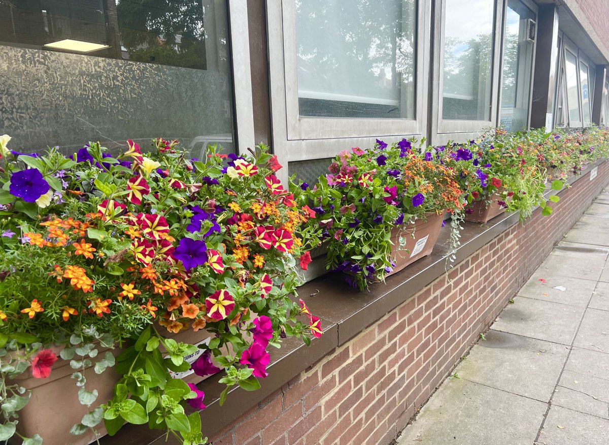 It’s window box season ⁦@StGeorgesTrust⁩ 🌺🌸🌼🪻 go check out our display along Lanesborough entrance! Thanks ⁦<a href="/GivingtoGeorges/">St George's Hospital Charity</a>⁩ for helping to make this happen!