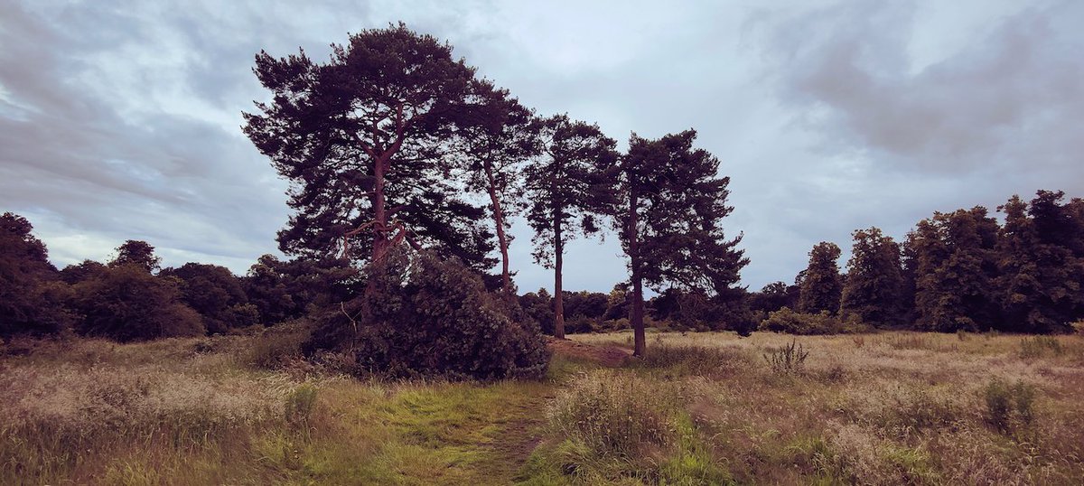 Saturday 6th July a pine tree was destroyed by someone with an axe. Field near Duke's Drive Handbridge. Did anyone see anything ?  If so please report it to the police quoting incident number 24000594041. 
<a href="/ShitChester/">12 years of Shitchester</a> pls retweet.