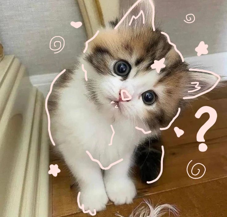 CuteFixDaily's tweet image. 