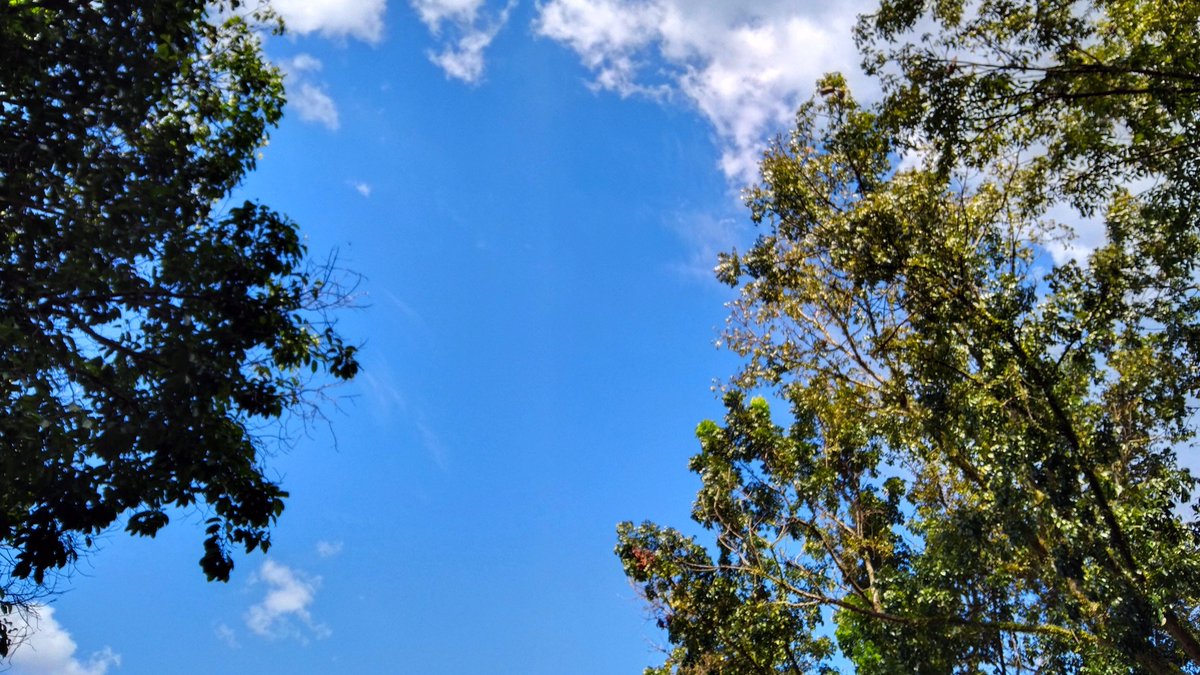 gee ⊹.˚ tweet media