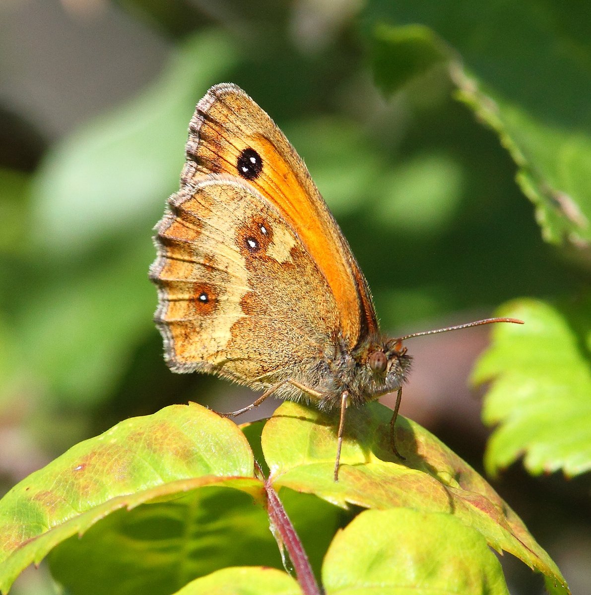 Tywydd perffaith ar gyfer #CyfrifiadMawrGlöynnodByw! Dyma enghraifft ardderchog o wyddoniaeth dinasyddion - gall unrhyw un gymryd rhan ac mae'r canlyniadau'n helpu i asesu iechyd ein hamgylchedd. Mae’r holl fanylion angenrheidiol yma ➡️bit.ly/4cULzpY