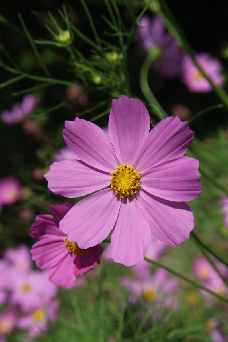 gontanokoneroku's tweet photo. Cosmos 😊

#Photography #Flowers #Cosmos https://t.co/gkimYINoeO