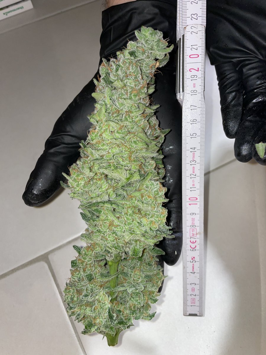 Fast_Buds's tweet photo. 🚨Friday's giveaway!🚨
We are giving away:
+ 10 seeds of the award-winning Fast_Buds
 genetics  that are available on our official website
+ Epic Hoodie
+ Eco-friendly 420 Jar
+ Those special 420 Socks😉
+ Grower Gloves
+ Geotextile Pot
🚨Rules~
• Follow fast_buds
• Tag 3 friends 
• Like + Retweet
We will announce the winner the next week!
Good luck!
For those who don't want to wait, use code TWITTER for 15% discount 
Guava Auto by beachhotspots