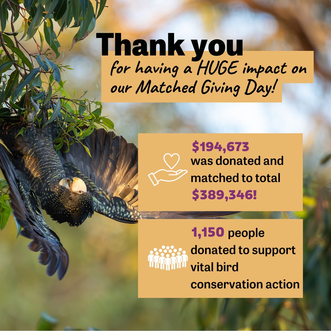 BirdlifeOz's tweet photo. Thank you for making a HUGE impact on our Matched Giving Day! 🌟

Your donations help fund our vital conservation work. Together, we’re making a difference for our threatened birds.

Thank you from all of us at BirdLife Australia!

📸Red-tailed Black-Cockatoo by Aaron Brown https://t.co/oeYpdKqDF2