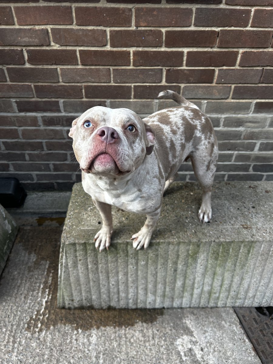 AdoptionsUk's tweet photo. Please retweet to help Laylah find a home #SHEFFIELD #YORKSHIRE #UK 
AVAILABLE FOR ADOPTION FROM SHEFFIELD COUNCIL POUND✅
Found as a stray, merle Bulldog cross maybe Staffie. She's chipped showing she is aged 2. She's clean, she may be housetrained and gets on well with other dogs. Please contact the council pound directly if you can offer her a home or need more information.
DETAILS or APPLY👇
https://t.co/NTdoScGxe6

#Leeds #Bradford #Wakefield #StrayDog #animals #pets #adoptdontshop #England #Bulldog #Staffie #Staffy #lorraine @lorraine @ITV @skynews #PetCrisisUK #dog #dogs