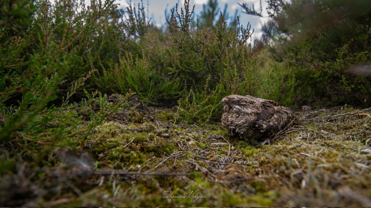 Thomas Veryser (@thomasveryser) on Twitter photo Last week I had the opportunity to join a team of UAntwerpen out in the field, on a queste looking for nightjars! Three very intensive days delivered promising results. Looking forward to help out more this season & coming seasons.
<a href="/RevNJ/">Ruben Evens</a> Last week I had the opportunity to join a team of UAntwerpen out in the field, on a queste looking for nightjars! Three very intensive days delivered promising results. Looking forward to help out more this season & coming seasons.
<a href="/RevNJ/">Ruben Evens</a>