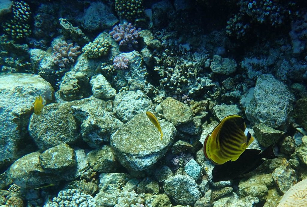 GreenCN2030's tweet photo. 🌊 Dive into action! China's latest white paper reveals a deep commitment to marine conservation, showcasing efforts to harmonize human and oceanic life. From systematic governance to global cooperation, China is steering towards a sustainable and green maritime future. Explore how they're nurturing our blue planet! 🌍 
#GreenChina #MarineConservation #EcoFriendlyChina