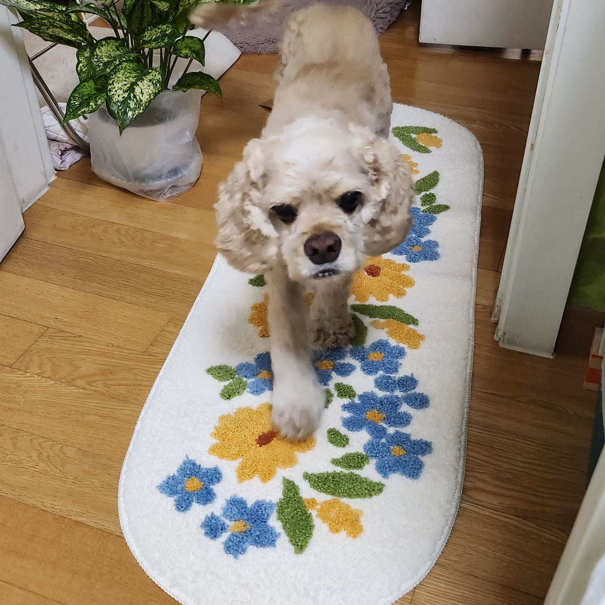 bom_i0927's tweet photo. 새로운 매트 개시 https://t.co/FyaBPdluc7