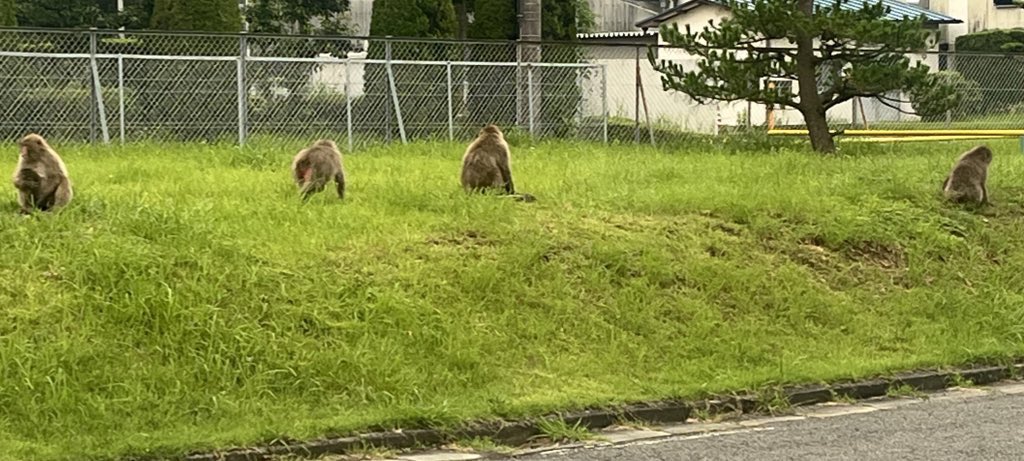 toshifat's tweet photo. 今日も元気なお猿さん🐒
職場の敷地内😃
今日はまた一段と多い🐒
動物園並みですわ🤣
もう慣れてるけど😅 https://t.co/5OSqysuyFe