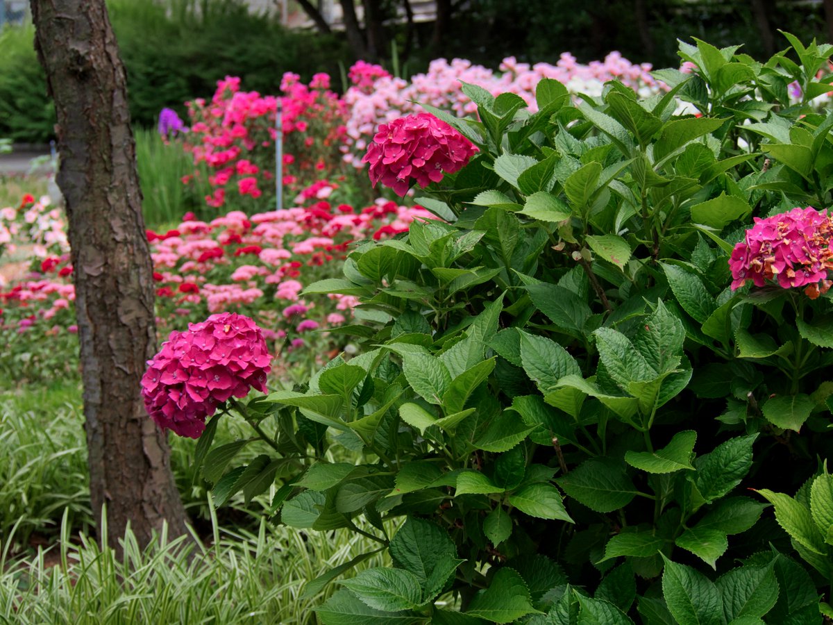 hirorin4649's tweet photo. #TLを花でいっぱいにしよう
#TLを紫陽花でいっぱいにしよう
#半田山植物園
#EM10Mark2
#LuminarAI
#ルミナーと作るわたしの世界
2024.6.17 https://t.co/yQogfokClA