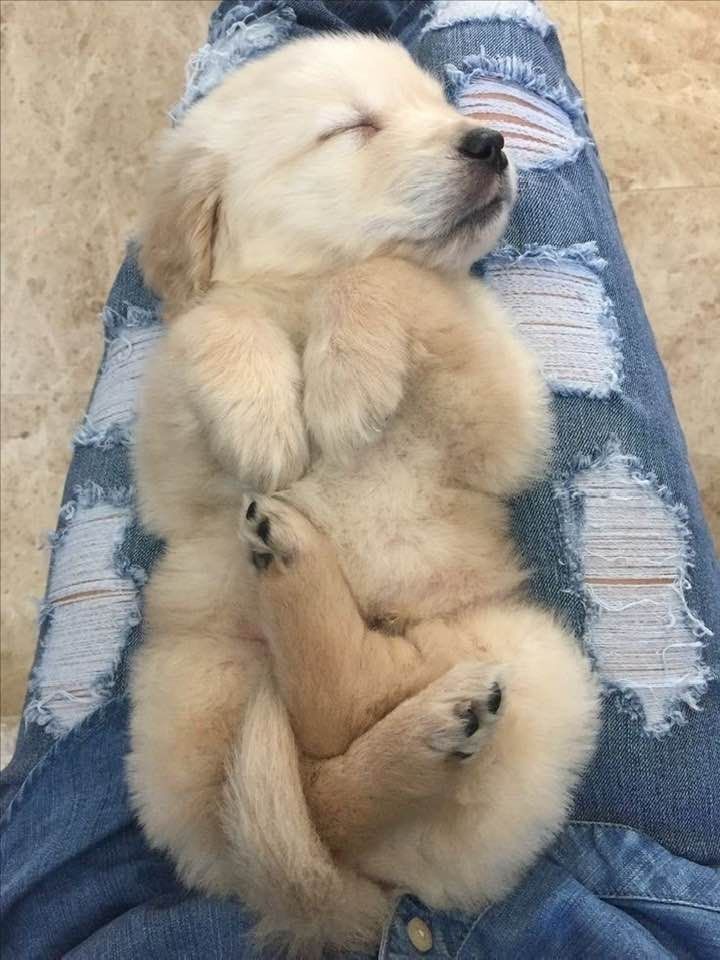 puppiesDoglover's tweet photo. https://t.co/xt4EO52JIv