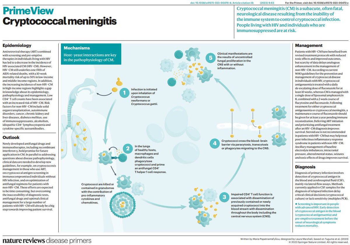 DiseasePrimers's tweet image. #Cryptococcal #meningitis is a subacute, often fatal, #neurological disease resulting from the inability of the immune system to control cryptococcal infection go.nature.com/49rkPwd