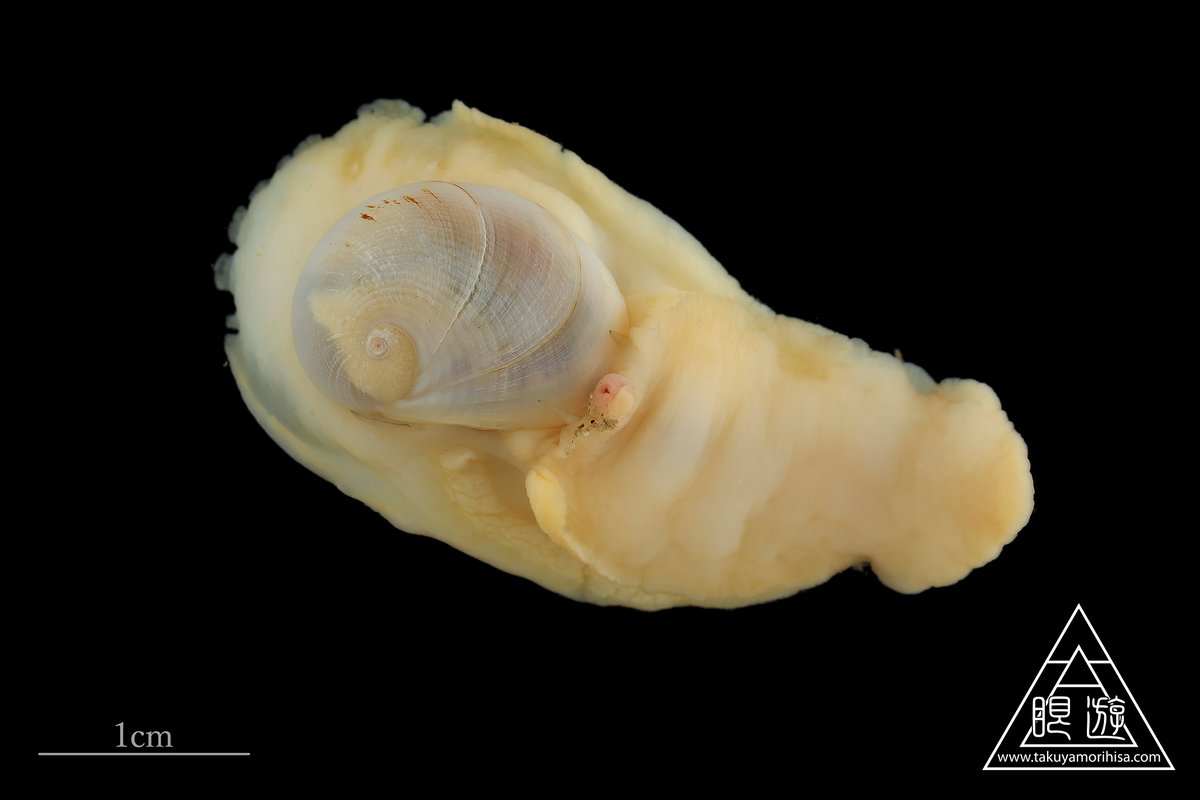 𝙎𝙞𝙣𝙪𝙢 𝙞𝙣𝙘𝙞𝙨𝙪𝙢 (Reeve, 1864) ツガイです。タマガイ科の