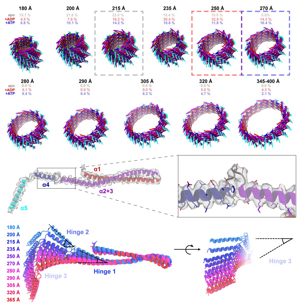Sachse Group (@sachsegroup) on Twitter photo More bacterial ESCRT-III structures: A total of 61 cryo-EM structures of PspA reveal the molecular basis of plasticity of ESCRT-III assemblies under different conditions. Great collaboration with <a href="/DSchneiderLab/">Dirk Schneider</a>.
biorxiv.org/content/10.110… More bacterial ESCRT-III structures: A total of 61 cryo-EM structures of PspA reveal the molecular basis of plasticity of ESCRT-III assemblies under different conditions. Great collaboration with <a href="/DSchneiderLab/">Dirk Schneider</a>.
biorxiv.org/content/10.110…