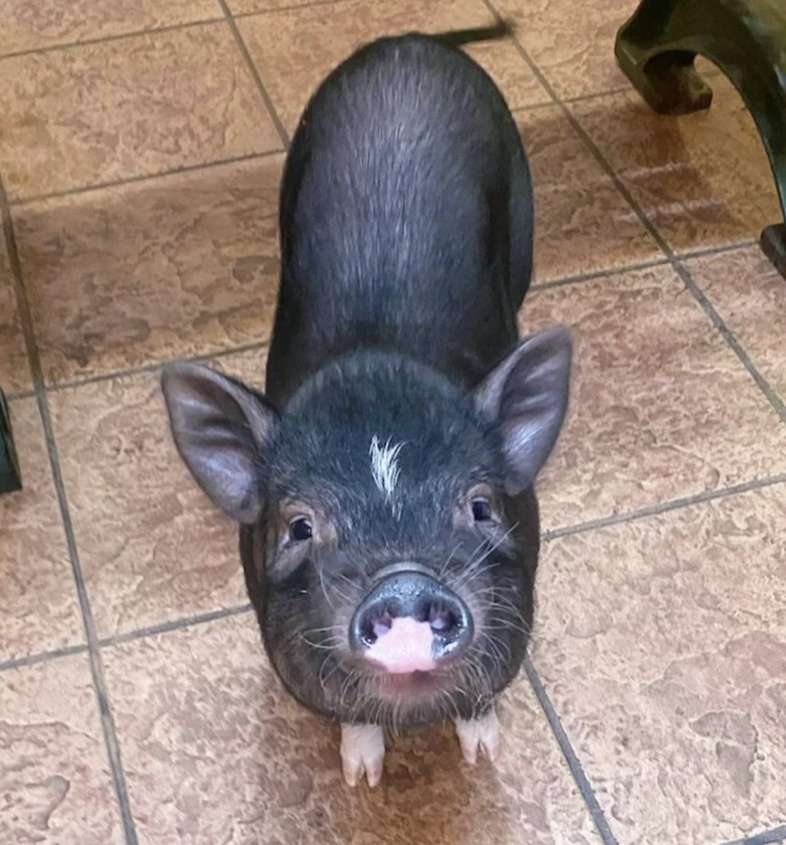 MSAH101's tweet image. Olivia had her very first vet visit with Dr. Jeon and she was so sweet. And we love her name! #msah101 #potbellypig #exoticpet