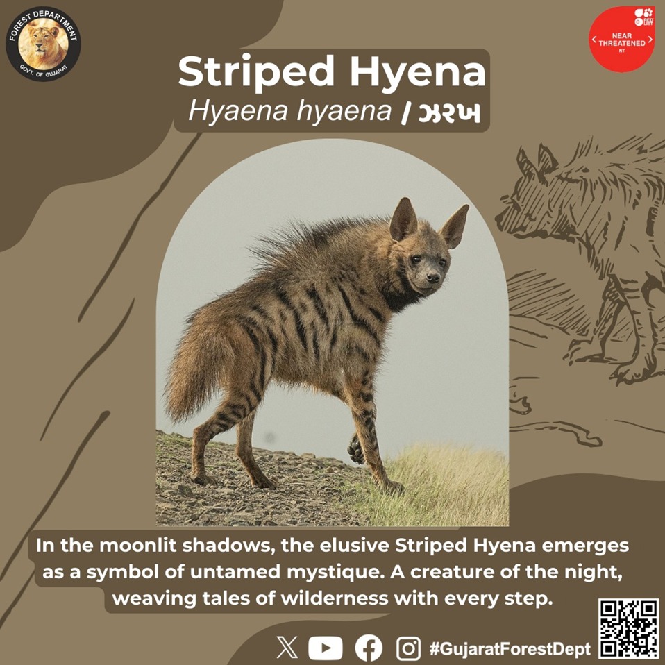 GujForestDept's tweet photo. "Nature's brushstroke: Wearing stripes with unmatched elegance.🐾
It is considered to be a Near Threatened species by the IUCN.
This mammal is listed in Schedule I Part –A of the Wildlife (Protection) Amendment Act, 2022.
#hyena #spottedhyena #wildlife #hyaenidae #animal https://t.co/MCdgIrpDQl