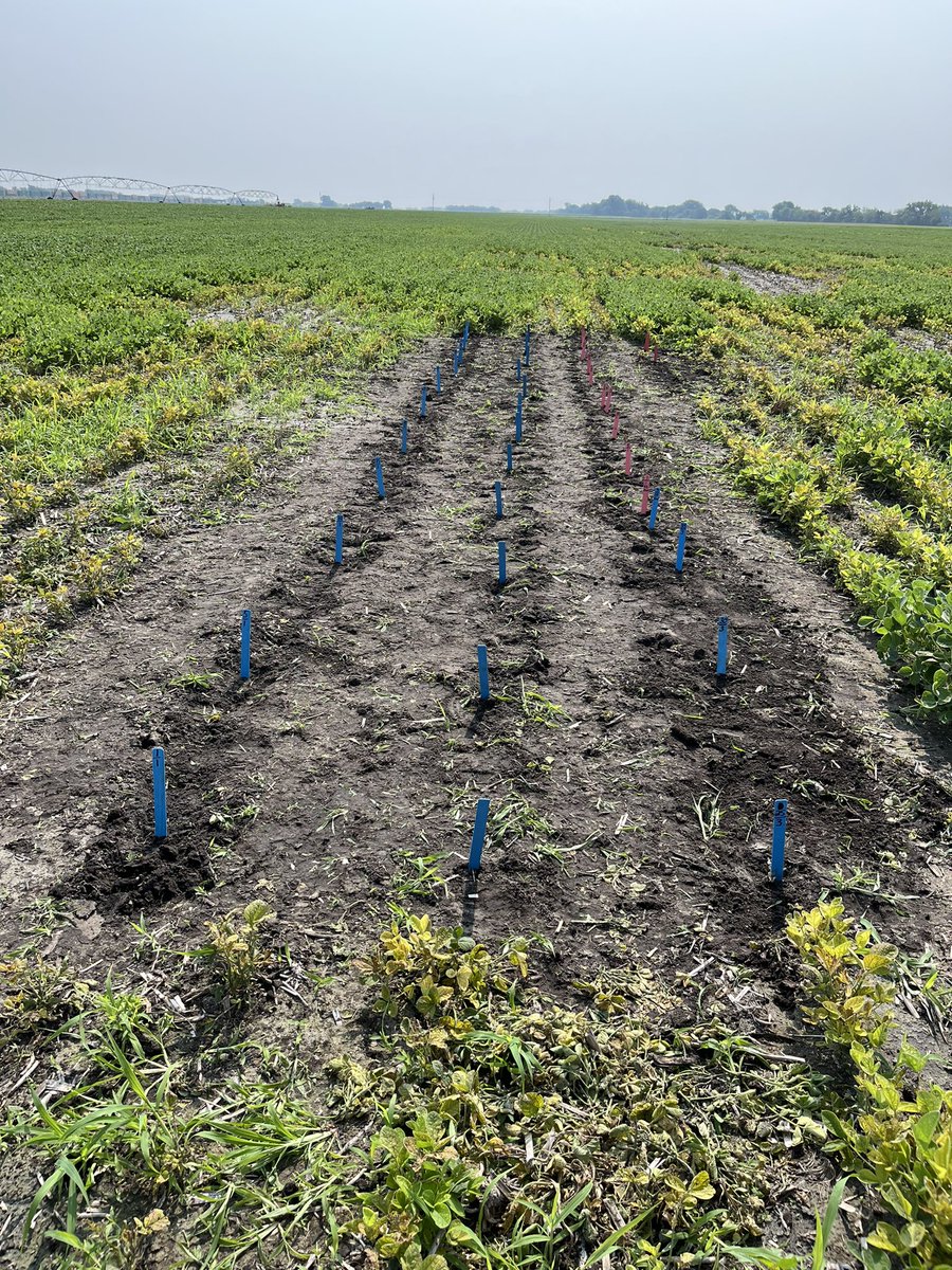 High pH is a concern across Eastern Nebraska. How do we determine which #Asgrow XF varieties will respond? Find local areas where the soybeans are yellow and hand plant replicated soybean hill plots!  <a href="/DKCAG_NENEB/">DEKALB Asgrow NENEB</a> <a href="/DKAS_Nebraska/">DEKALB Asgrow Nebraska</a> <a href="/Asgrow_DEKALB/">DEKALB Asgrow Seed</a>
