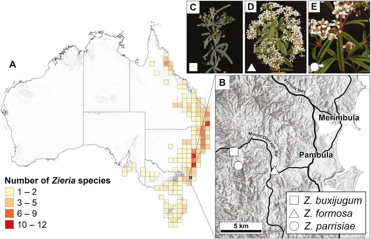 BotJLinnSoc's tweet photo. Genomic analysis of 3 #CriticallyEndangered Zieria species and 2 related congeners from NSW, Australia suggests recognition of a #NewSpecies, highlighting the importance of genomic data for #Conservation! 
https://t.co/C5voMuoHYH
@LinneanSociety @OxfordJournals @toddmclay https://t.co/0mcizL1u4p