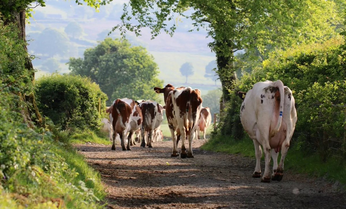 artisanFT's tweet image. Experience the magic of @HafodCheese, where tradition meets taste. Crafted from raw milk of Ayrshire cows, it's the perfect blend of butterfat and protein.
#CheeseCraftsmanship
artisanfoodtrail.co.uk/hafod-welsh-or…