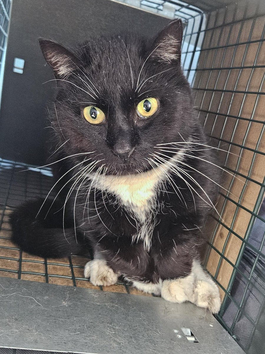 We’re making a special adoption appeal for sweet wobbly street kitty Tom Tom! (Bmore area). This poor girl was malnourished and riddled with worms. She got treated via our Street Kitty Medical Fund and turns out to be super-sweet and cuddly once she gets to know you! But now… 1/