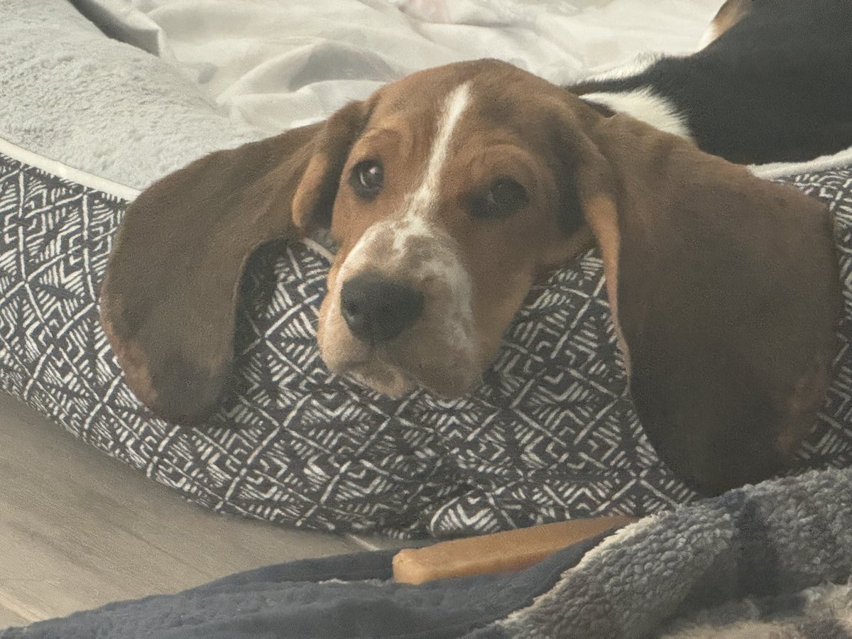 Foxy Escapes tweet media