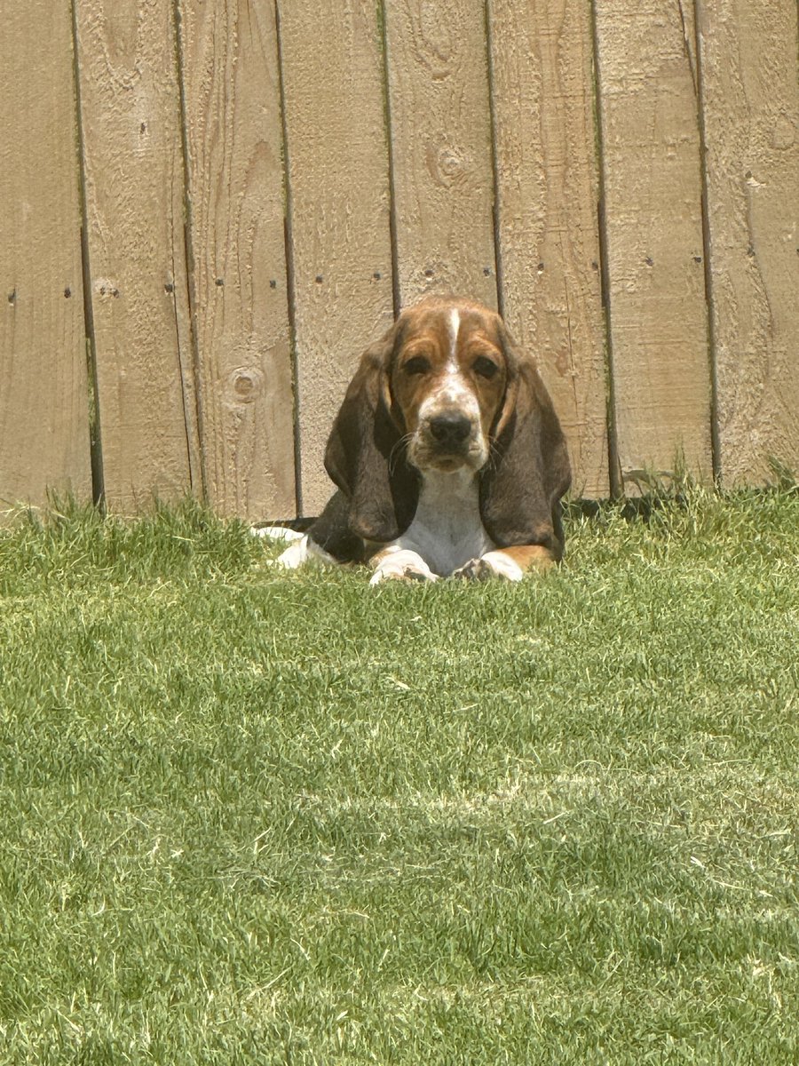 Foxy Escapes tweet media