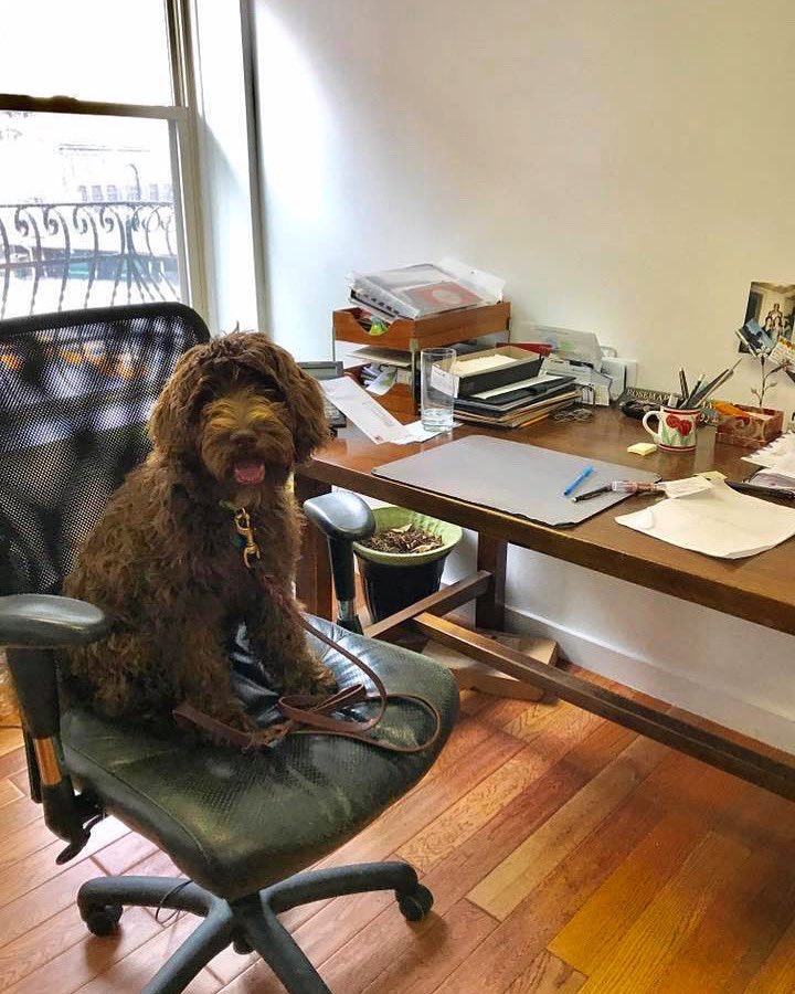 rosecomm's tweet photo. Check out this adorable #throwback! Our chief executive arficer, Moses (aka “MoseComm”), back when he was just getting started in the field. He sure loved his trips to our #Hoboken office!🐶🐾
#ThrowbackThursday #TBT #HobokenDogs #HobokenNJ #OfficePet #PublicRelations https://t.co/asg7Ihxjnw