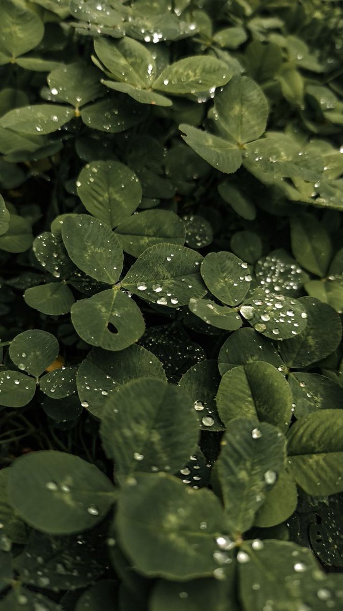 elemmiressoul's tweet image. green love.