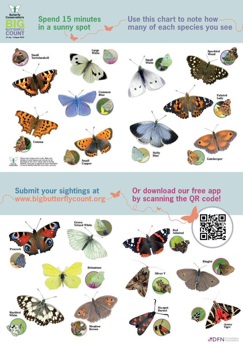 Sussex STEM (@stem4sussex) on Twitter photo Get ready for #BigButterflyCount 12 Jul-4 Aug! 🦋Download handy butterfly ID chart or free app for iOS & Android to identify & record the butterflies you spot. bigbutterflycount.org <a href="/savebutterflies/">Butterfly Conservation 🦋</a> #kids #teachersoftwitter #schools #conservation #Parents Get ready for #BigButterflyCount 12 Jul-4 Aug! 🦋Download handy butterfly ID chart or free app for iOS & Android to identify & record the butterflies you spot. bigbutterflycount.org <a href="/savebutterflies/">Butterfly Conservation 🦋</a> #kids #teachersoftwitter #schools #conservation #Parents
