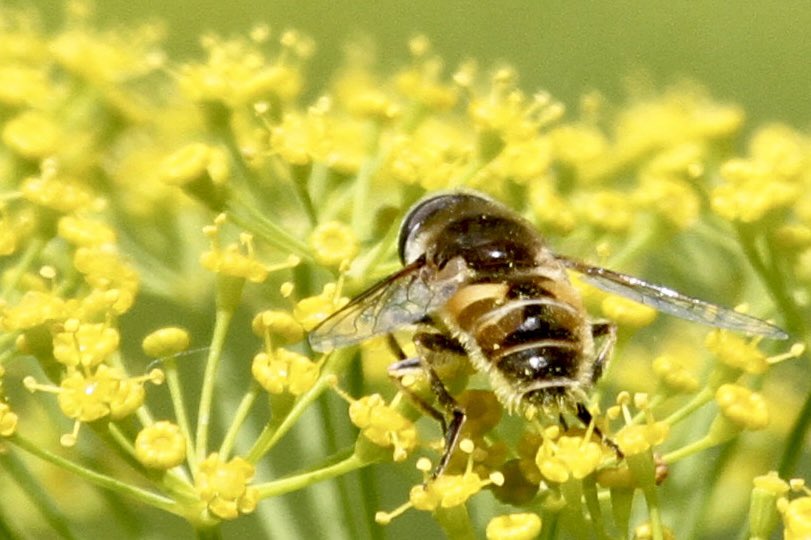 PeterPalHajas's tweet photo. #Directdrilled #dill seen in the background of the wheat harvest photo has become part of the crop rotation at the #Kozarddemoarea last year. As it doesn’t require any insecticide, it is a haven for pollinators when flowering. #Miningbees and #hoverflies are especially fond of it https://t.co/ioqiSr1KQp