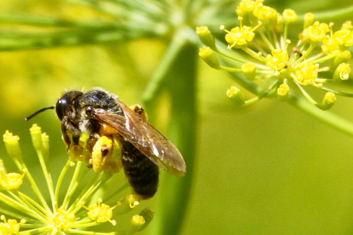 PeterPalHajas's tweet photo. #Directdrilled #dill seen in the background of the wheat harvest photo has become part of the crop rotation at the #Kozarddemoarea last year. As it doesn’t require any insecticide, it is a haven for pollinators when flowering. #Miningbees and #hoverflies are especially fond of it https://t.co/ioqiSr1KQp