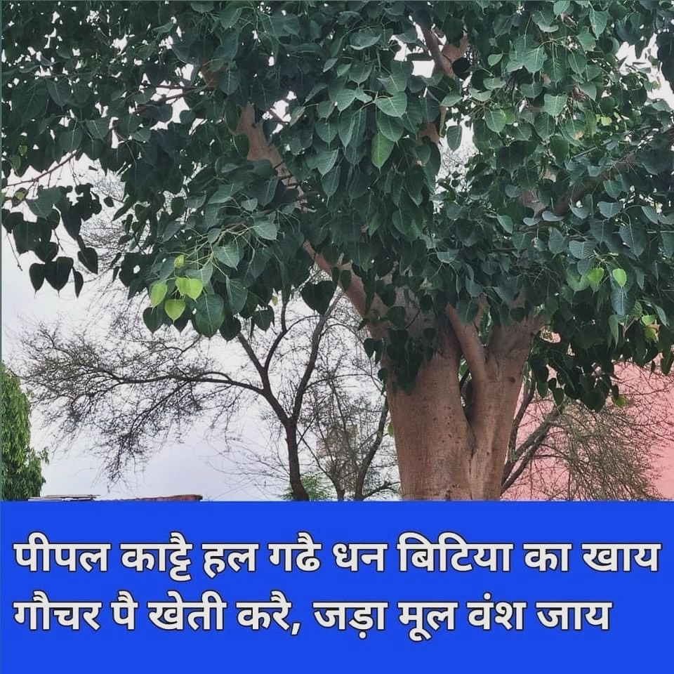 JahanviRajpuro3's tweet photo. #SanatanaDharma
#Sanatani
#सनातन_धर्म
#trees
#वृक्ष
#environment
#vedic
#bharat
#भारत
#शुभबिहानी
#बज़्म
#pipal #tree
कहावत
जो व्यक्ति पीपल(वृक्ष)को काटकर हल(खेत जोतने का उपकरण)को गढ़ता(निर्माण करता)है,बेटी का धन खाता है
अर्थात्:
बेटी के धन पर आश्रित रहता हो तथा गोचर भूमि(गायो के https://t.co/EnxthFXE22