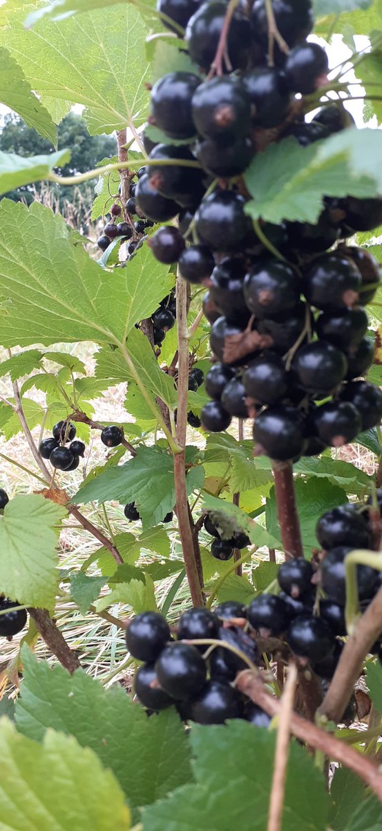 fruitnutvillage's tweet photo. #SouthernDrive #ForestGarden earlier today! #DruidsHeath https://t.co/xOJo9Kud8R
