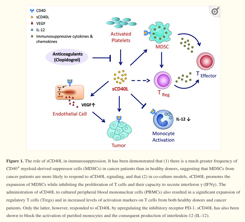 renesugar's tweet photo. The role of soluble CD40L in immunosuppression #SCD40L #MECFS #LongCovid

https://t.co/umgpUhOcrI https://t.co/zKGTw25iWW