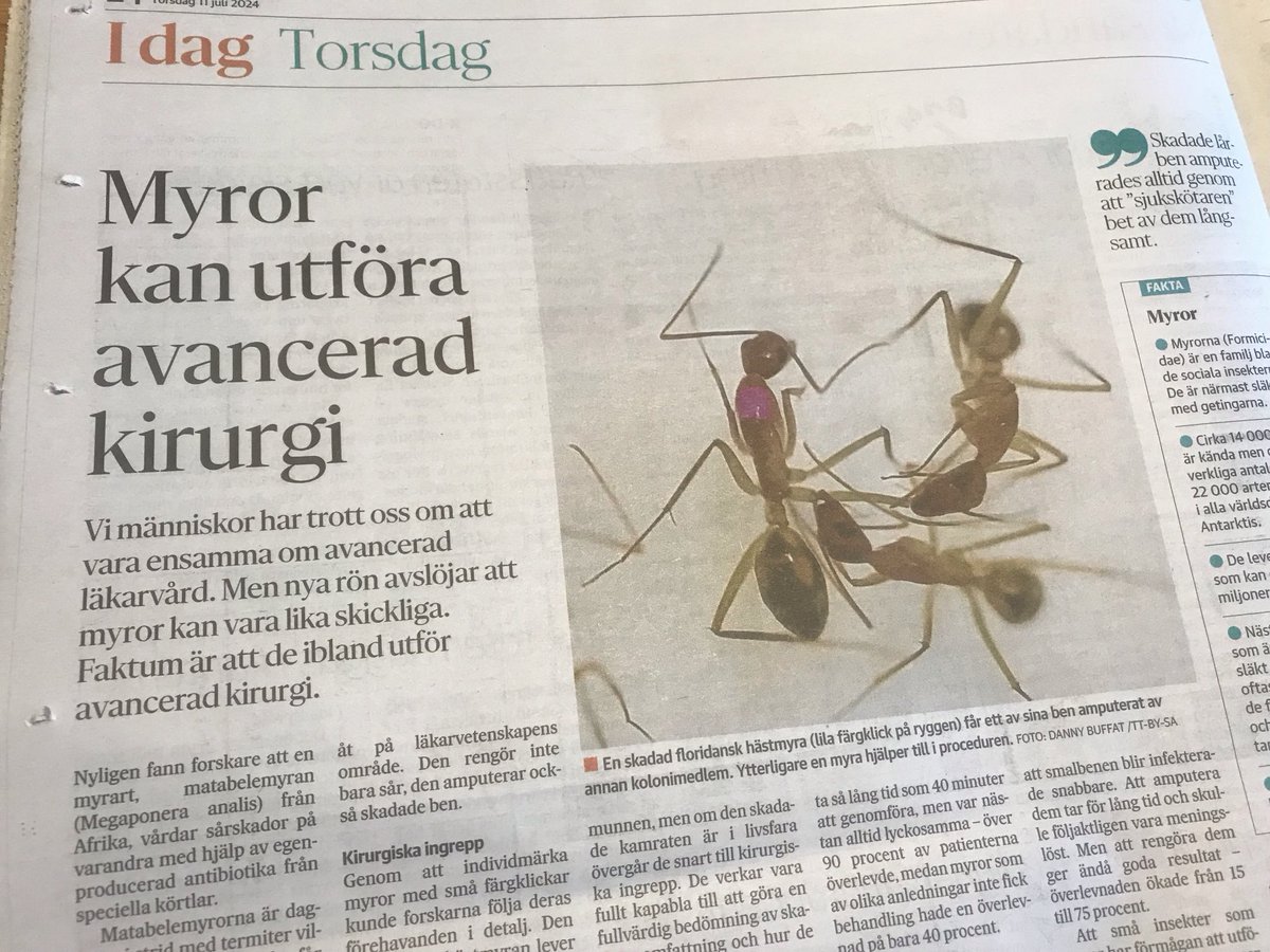 SuviAnneSiimes's tweet photo. Kerrassaan kiinnostava muurahaisjuttu päivän ⁦@hblwebb⁩ issä! #tiede #myror https://t.co/azvXxUQC0S