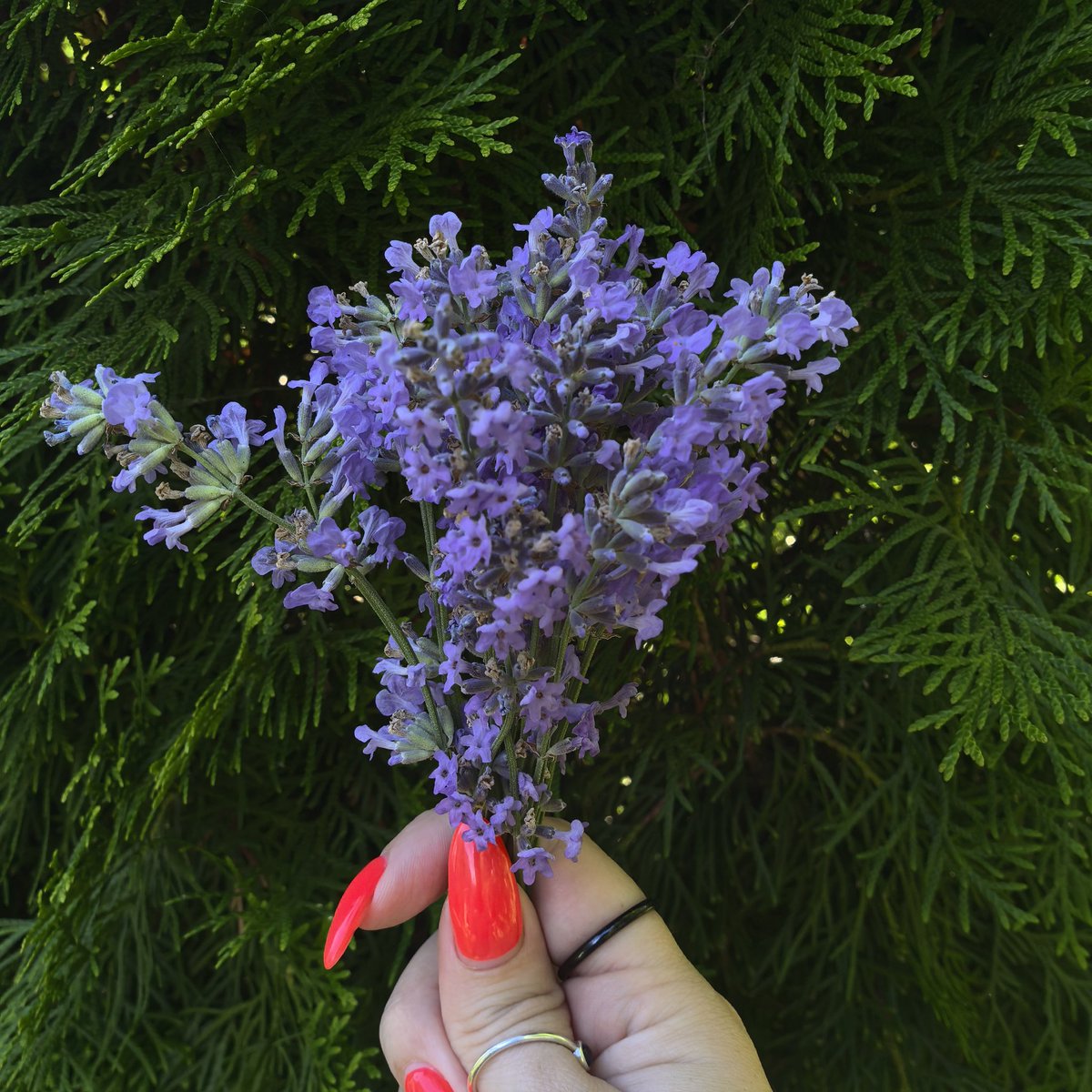 хочу не работать, только сушить лаванду