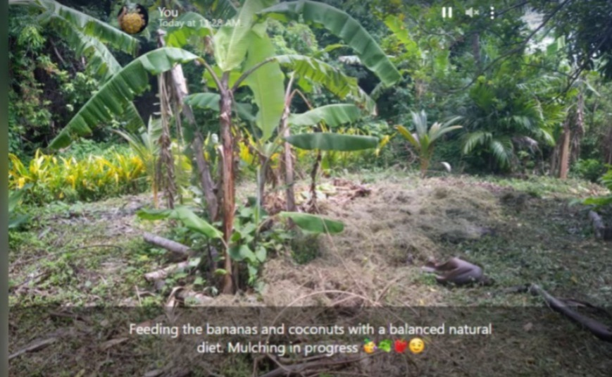 AGRI_AIDE's tweet photo. I'm feeding the #bananas &amp; #coconuts, a balanced natural #diet

I don't use artificial fertilizers &amp; chemicals, e.g: weedicides etc

I just e.g: #mulch &amp; #compost. Both are in progress😊

Plants are healthier &amp; more resistant with a healthy immune system

#Grenada #Agriculture https://t.co/4vIhuqZScB