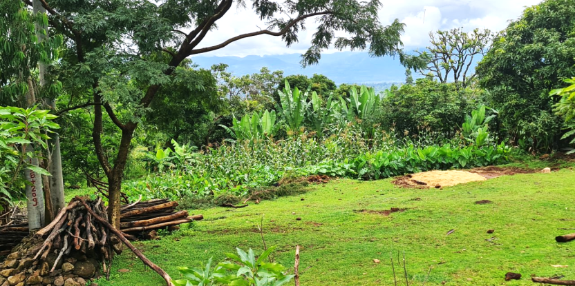 UNBiodiversity's tweet photo. Ethiopian farmers are making the shift to #agroecology, but they need support.
A new study shows that farms receiving support from the #ProSilience project have higher agroecological transition levels.
π https://t.co/hl7isVQ2Fr
#Trees4Resilience #aeTPP
Via @CIFOR_ICRAF https://t.co/zEChHEMWTe