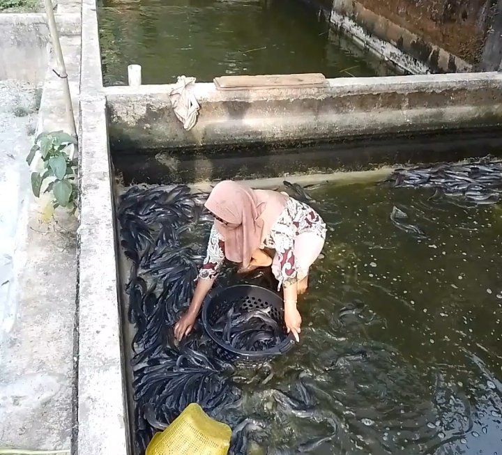 DyanfaAd's tweet photo. Kamis (11/07), Dian Fitri Astuti, Luhkan Kab. Purworejo, di Ibu Baroyah Ds. Turus melaporkan hasil panen Ikan Lele sbyk 134 kg size 10-12 harga jual @Rp. 20.000
@PKBLU_bp3tegal
@pusluhkp
@kkpgoid
#GiatLuhkanSatminkalTegal #Purworejo #Produksi https://t.co/ENdqIVTtcD