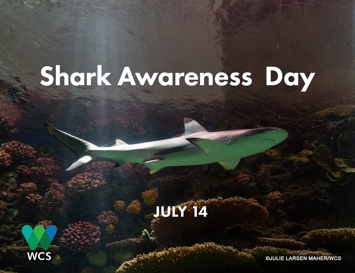 Shark Awareness Day!

Did you know? Since 2021 Belize has prohibited shark fishing within a two nautical mile radius around Lighthouse Reef, Glover’s Reef, and Turneffe atolls, establishing a safe haven of 1,500 square miles.

#SharkAwarenessDay #Sharks #MarineConservation