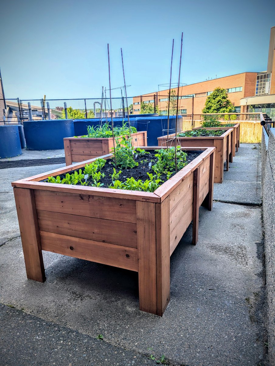 CambrianRD's tweet image. Our student researchers have built these stunning raised planter boxes for our campus! Their hard work and dedication are making our space greener and more beautiful. 🌱🌿✨ #AppliedResearch #StudentInnovation