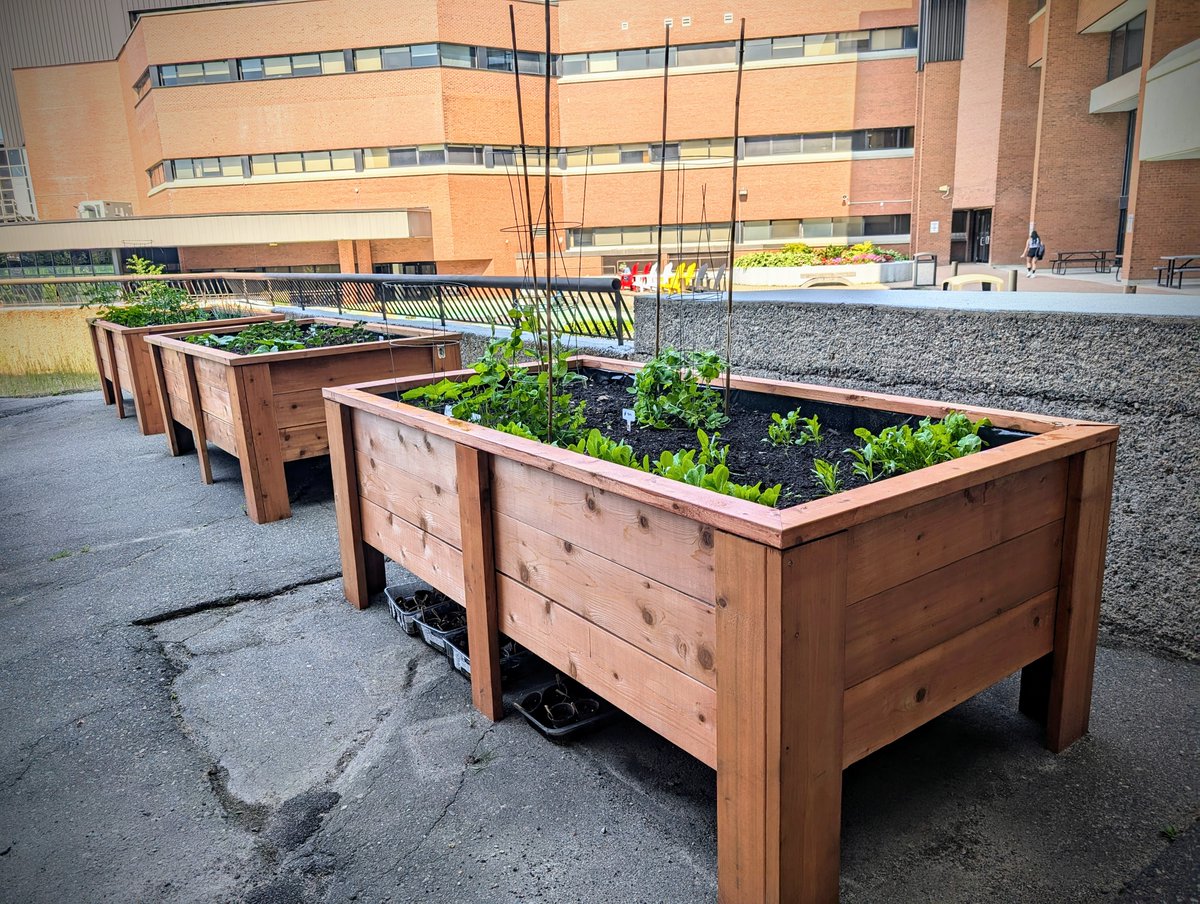 CambrianRD's tweet image. Our student researchers have built these stunning raised planter boxes for our campus! Their hard work and dedication are making our space greener and more beautiful. 🌱🌿✨ #AppliedResearch #StudentInnovation