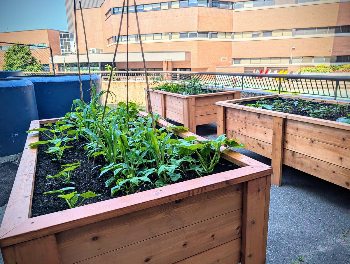 CambrianRD's tweet image. Our student researchers have built these stunning raised planter boxes for our campus! Their hard work and dedication are making our space greener and more beautiful. 🌱🌿✨ #AppliedResearch #StudentInnovation