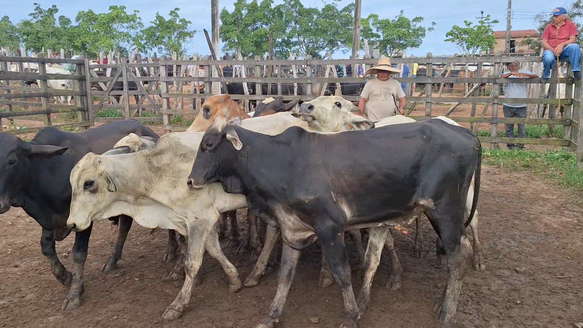 barbeiro_sandro's tweet photo. Feira de gado de Limoeiro-PE #feiranovaminhaterra #sandrobarbeirooficial bezerro á 2.000,00 https://t.co/JOcn5fV6e9